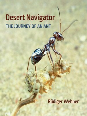 cover image of Desert Navigator